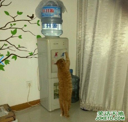 看猫星人如何喝水