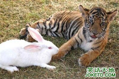 小白兔请老虎吃饭-笑话天地
